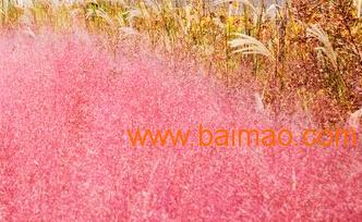 跨省聯(lián)供 永嘉、山東、河南、北京花卉綠植供應(yīng)鏈全景